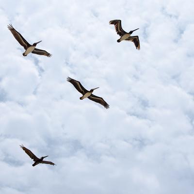 Four birds flying against a cloudy sky