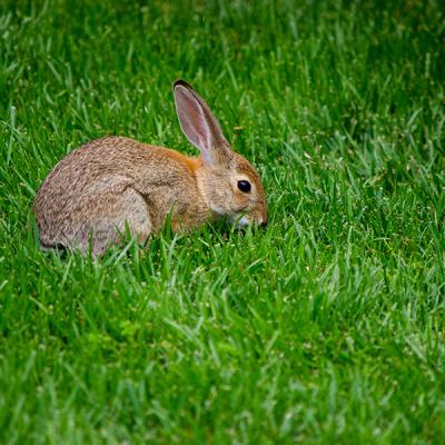 A small brown bunny sitting in the grass